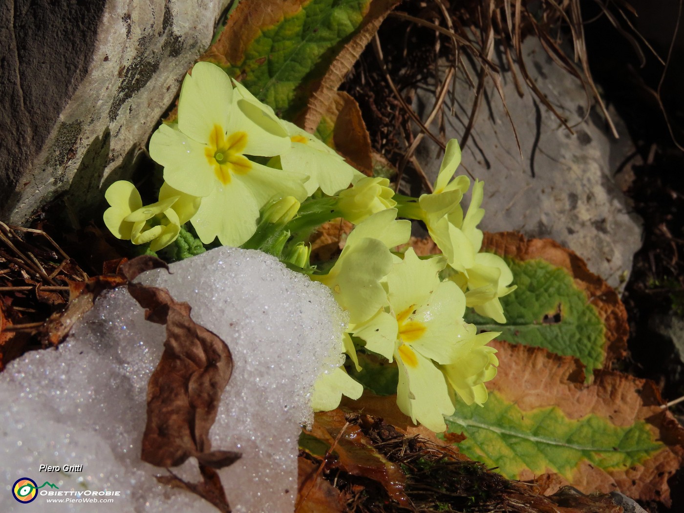 15 Primule in fiore sotto il peso della neve ghiacciata .JPG